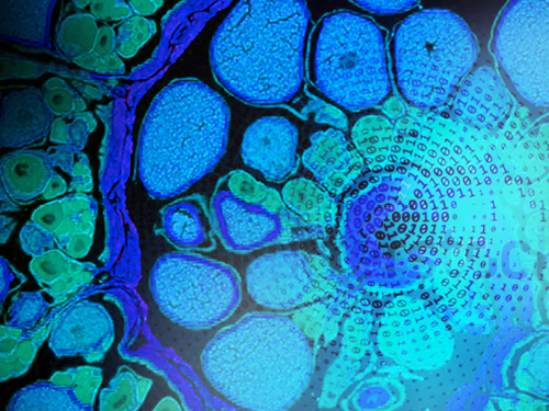 Five Steps to a Future-Ready Network in an agile landscape